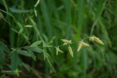 Crotalaria juncea